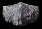 Platystrophia